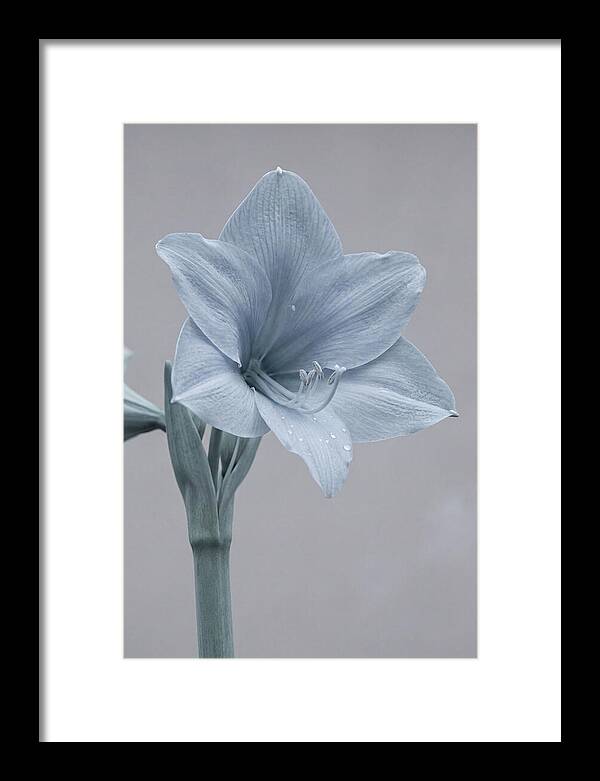 Amaryllis Trumpet Blooming Elegantly
