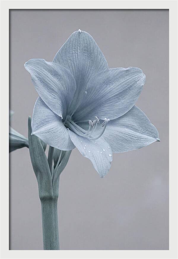 Amaryllis Trumpet Blooming Elegantly