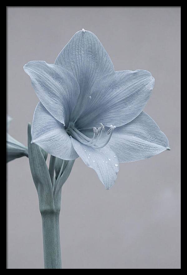 Amaryllis Trumpet Blooming Elegantly