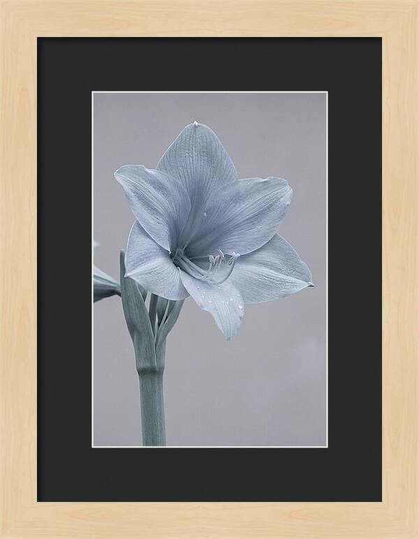 Amaryllis Trumpet Blooming Elegantly