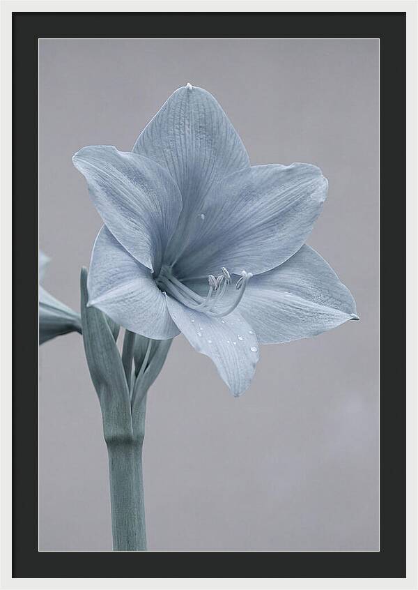 Amaryllis Trumpet Blooming Elegantly