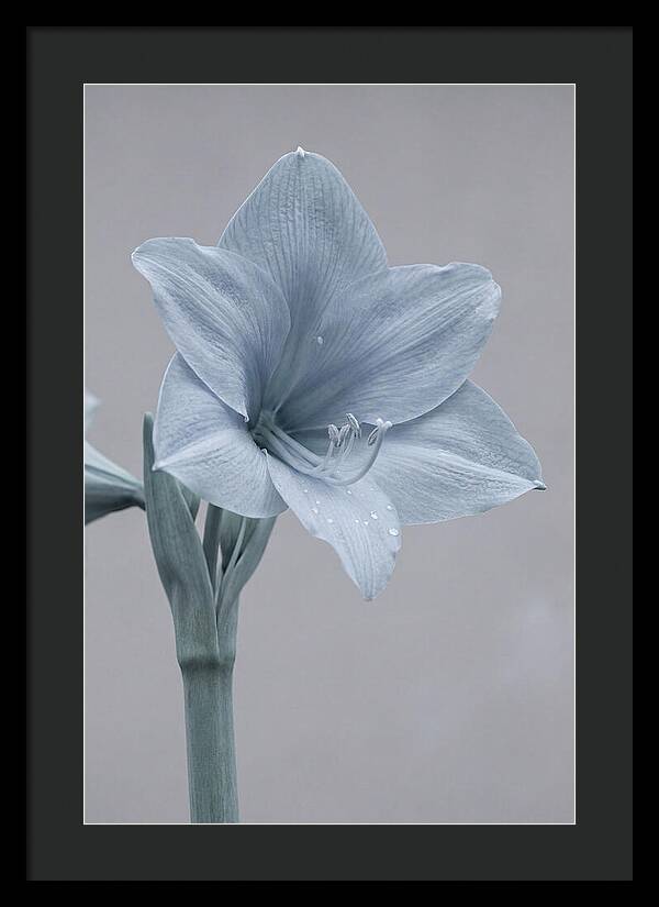Amaryllis Trumpet Blooming Elegantly