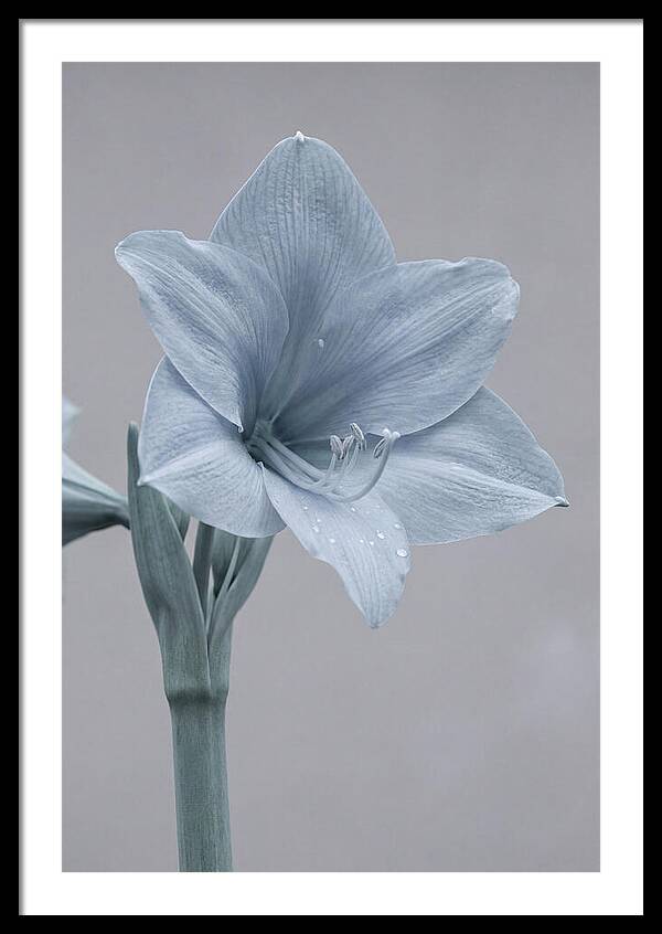 Amaryllis Trumpet Blooming Elegantly