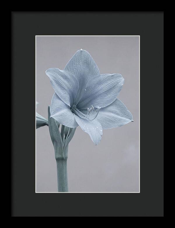 Amaryllis Trumpet Blooming Elegantly