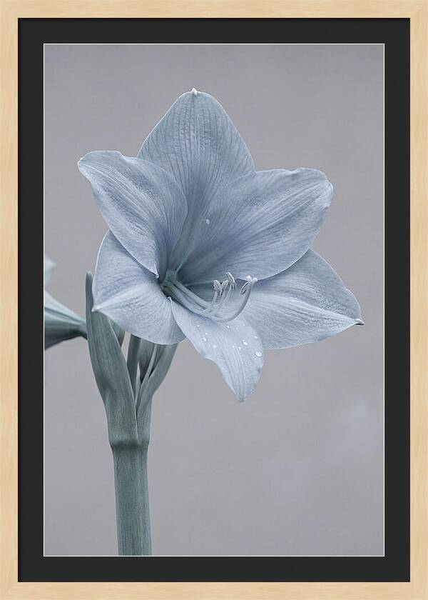 Amaryllis Trumpet Blooming Elegantly