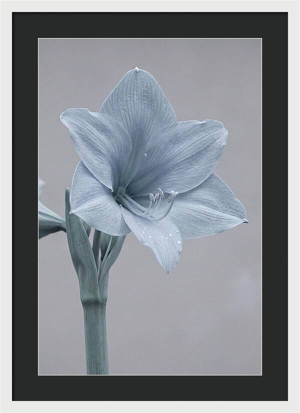 Amaryllis Trumpet Blooming Elegantly