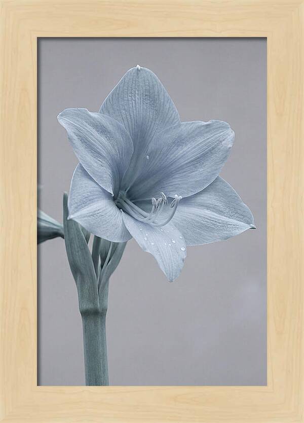 Amaryllis Trumpet Blooming Elegantly