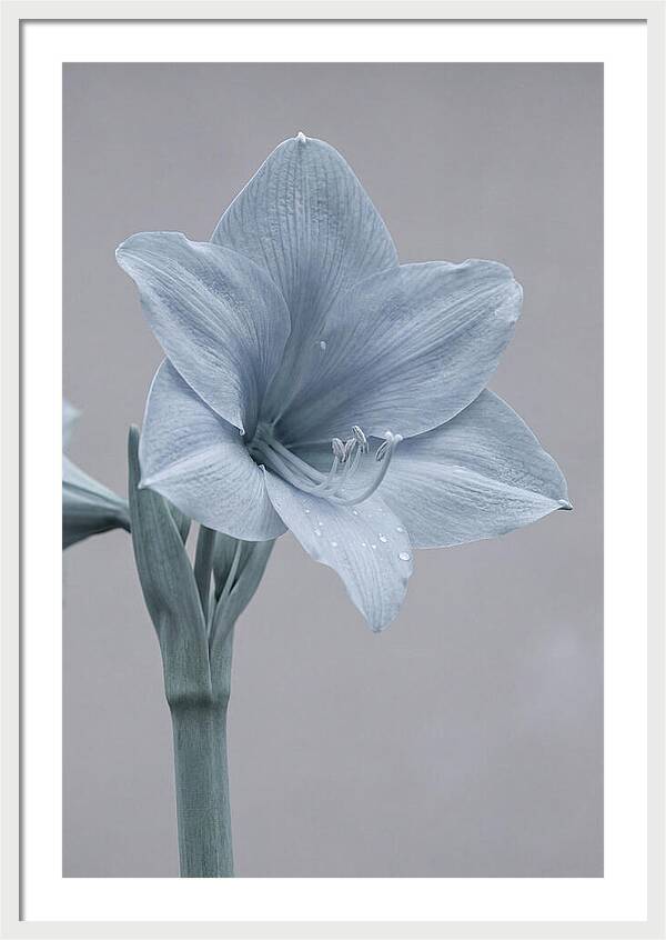 Amaryllis Trumpet Blooming Elegantly