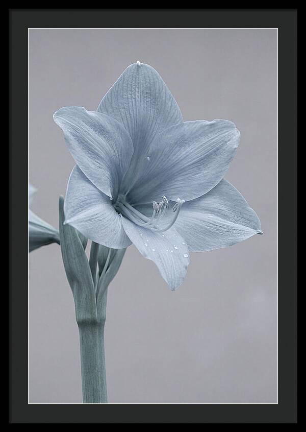 Amaryllis Trumpet Blooming Elegantly