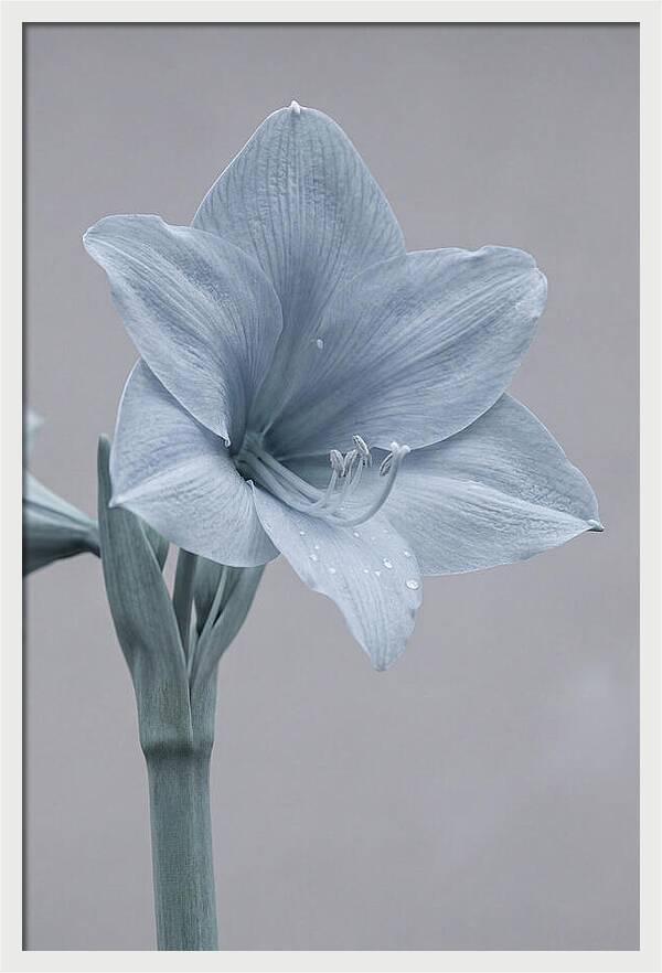 Amaryllis Trumpet Blooming Elegantly