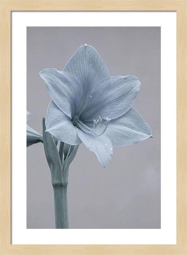 Amaryllis Trumpet Blooming Elegantly