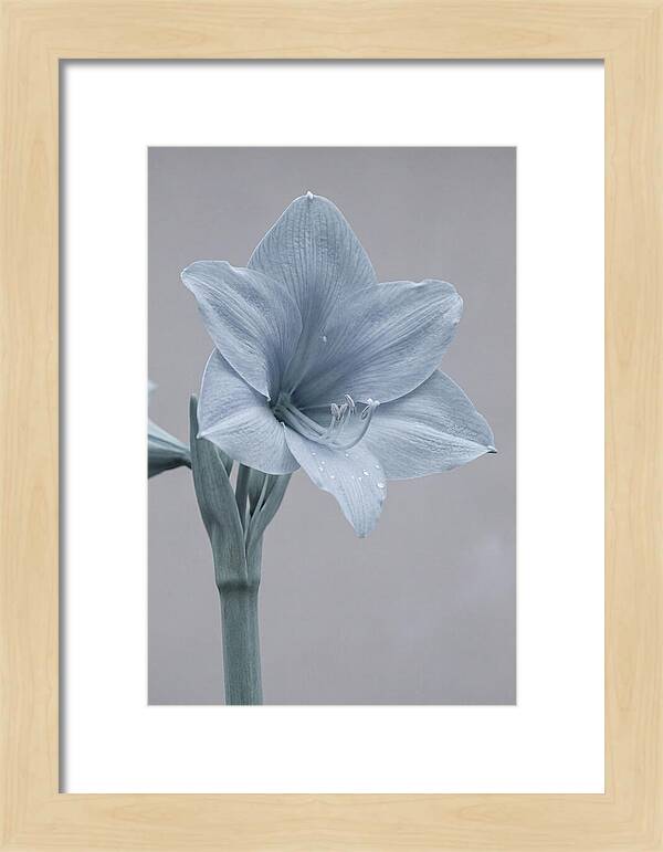 Amaryllis Trumpet Blooming Elegantly