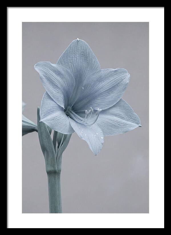 Amaryllis Trumpet Blooming Elegantly