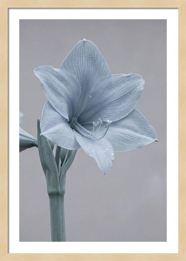 Amaryllis Trumpet Blooming Elegantly
