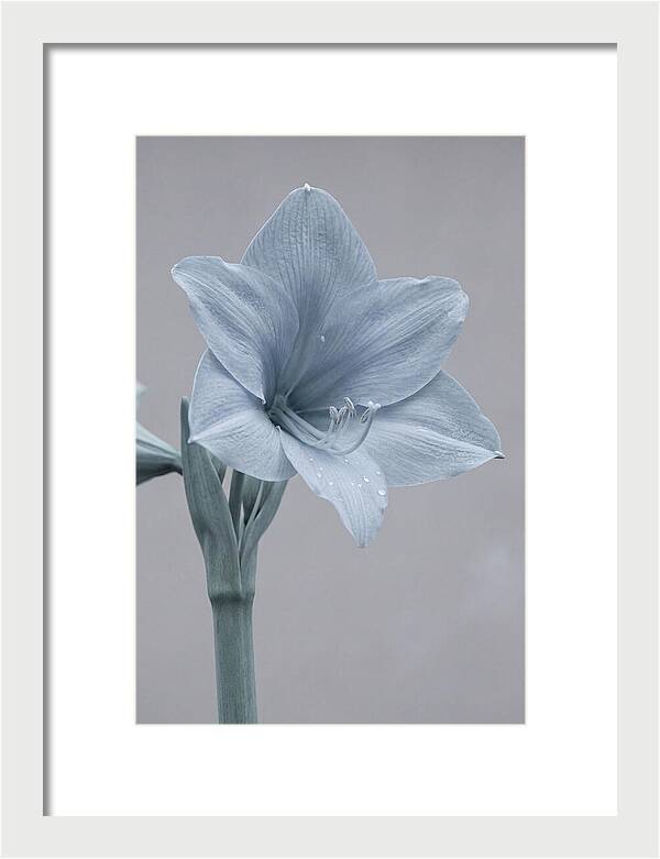 Amaryllis Trumpet Blooming Elegantly
