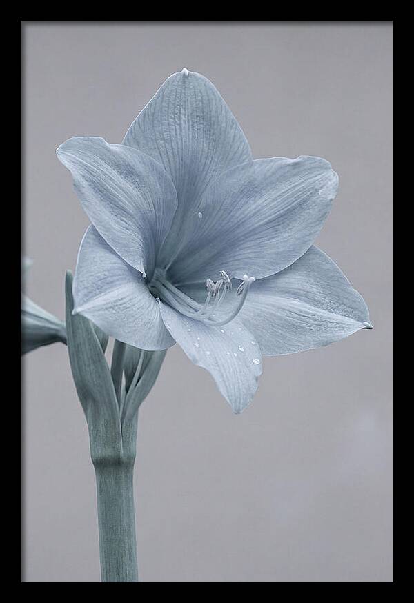 Amaryllis Trumpet Blooming Elegantly