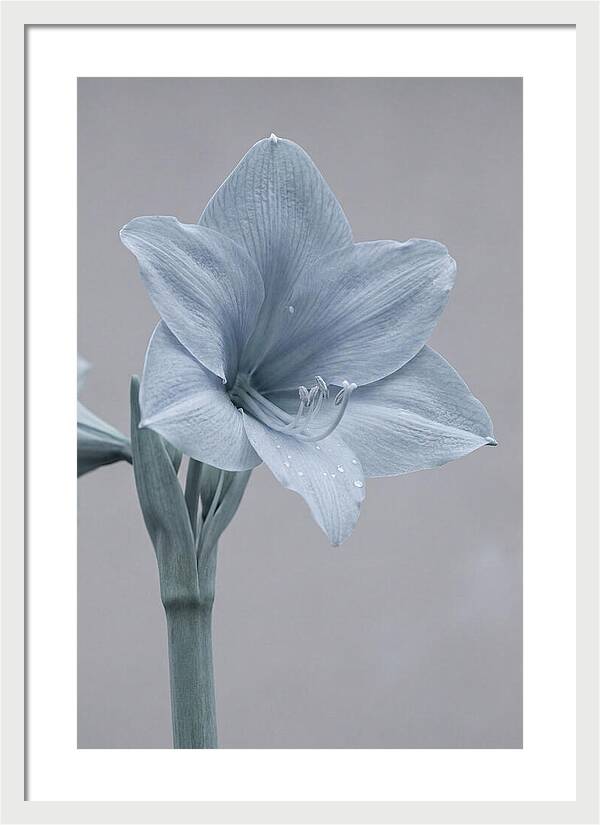 Amaryllis Trumpet Blooming Elegantly