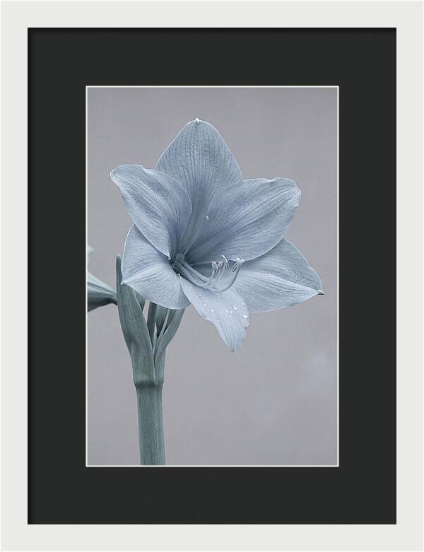 Amaryllis Trumpet Blooming Elegantly