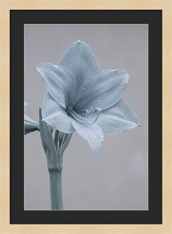 Amaryllis Trumpet Blooming Elegantly