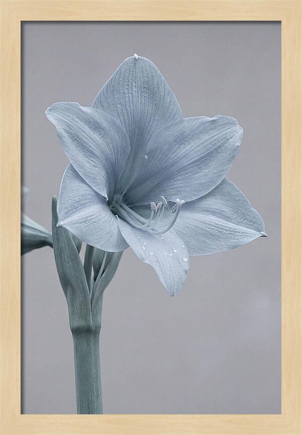 Amaryllis Trumpet Blooming Elegantly