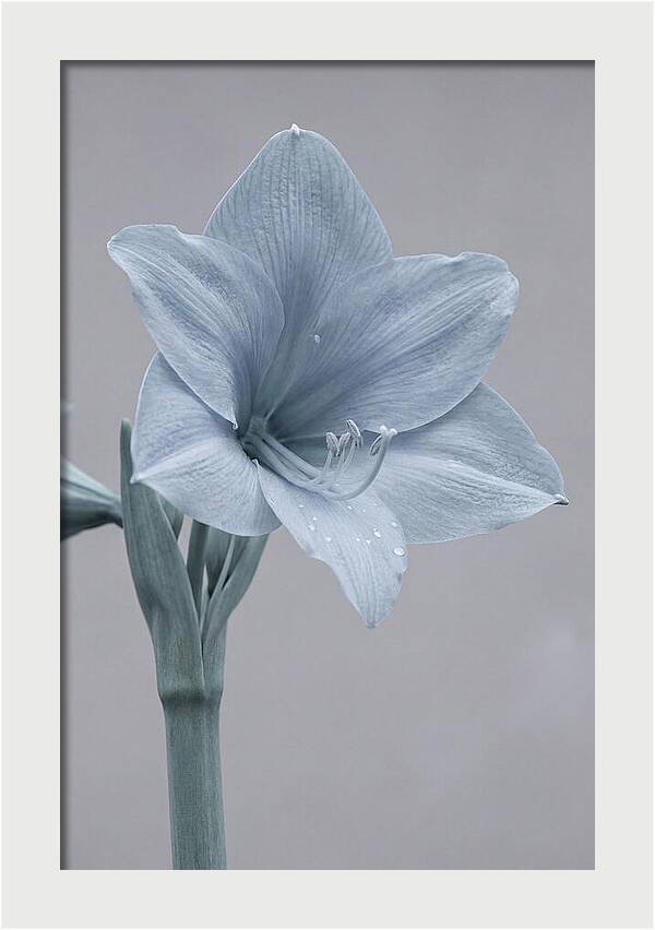 Amaryllis Trumpet Blooming Elegantly