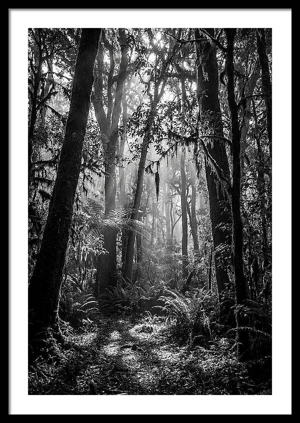 Amazon Rainforest Canopy Depth
