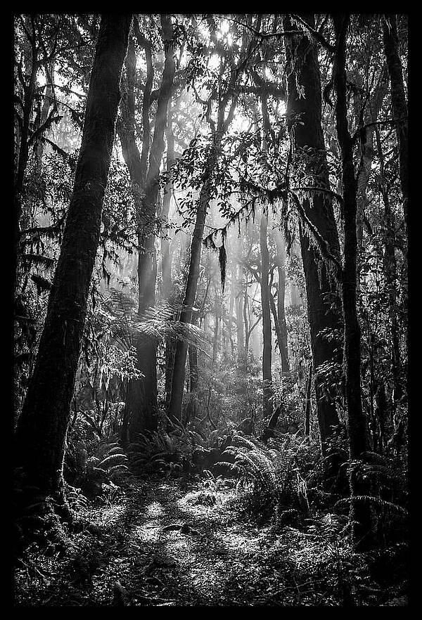 Amazon Rainforest Canopy Depth