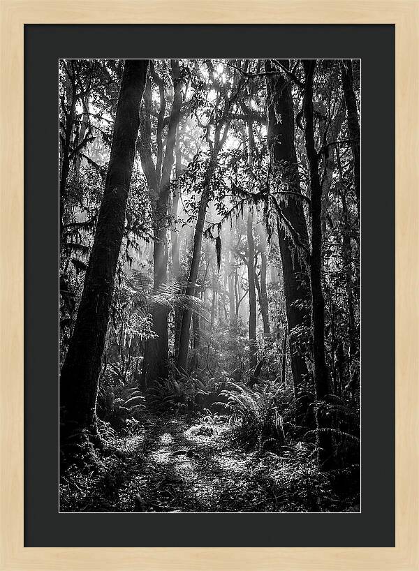 Amazon Rainforest Canopy Depth