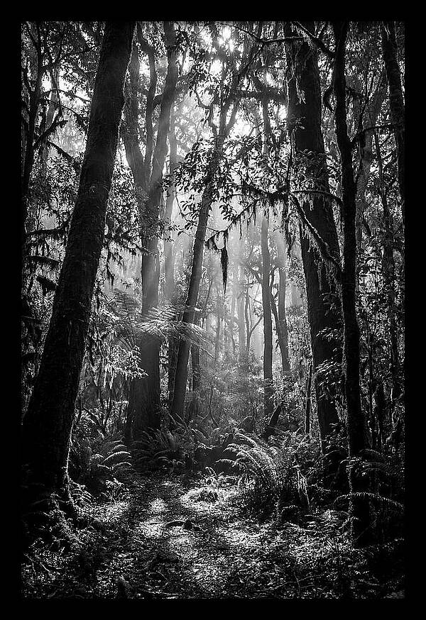 Amazon Rainforest Canopy Depth