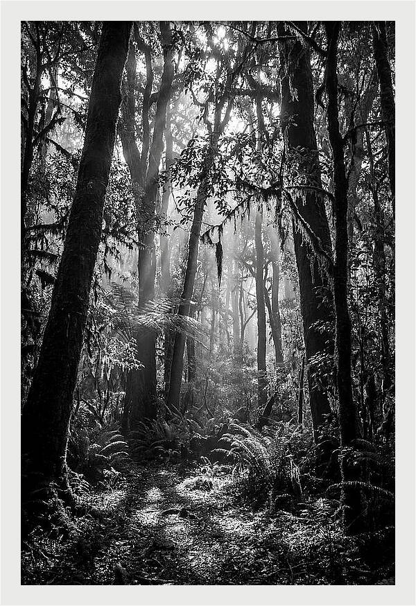 Amazon Rainforest Canopy Depth