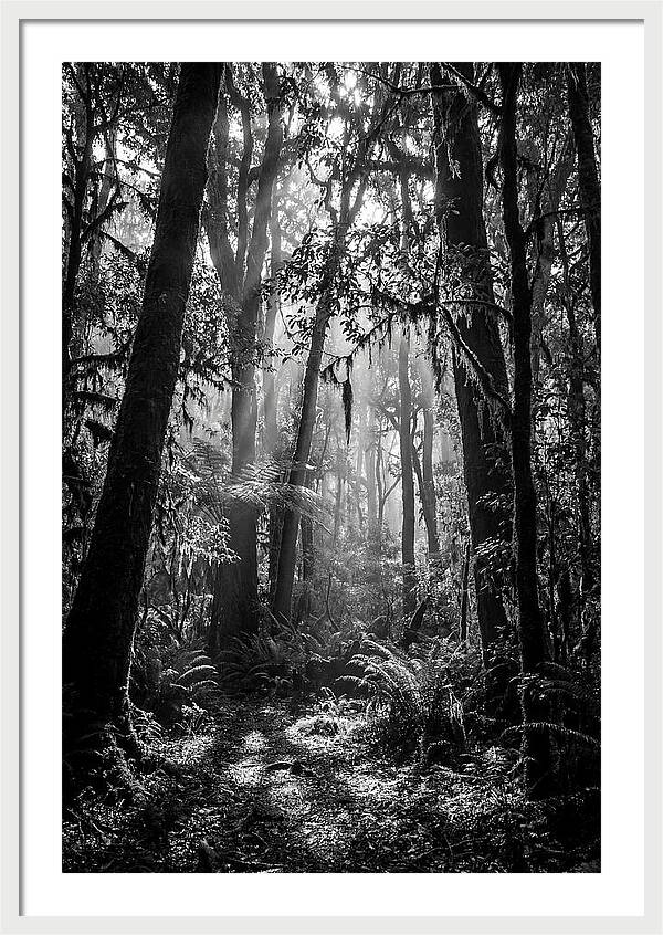 Amazon Rainforest Canopy Depth