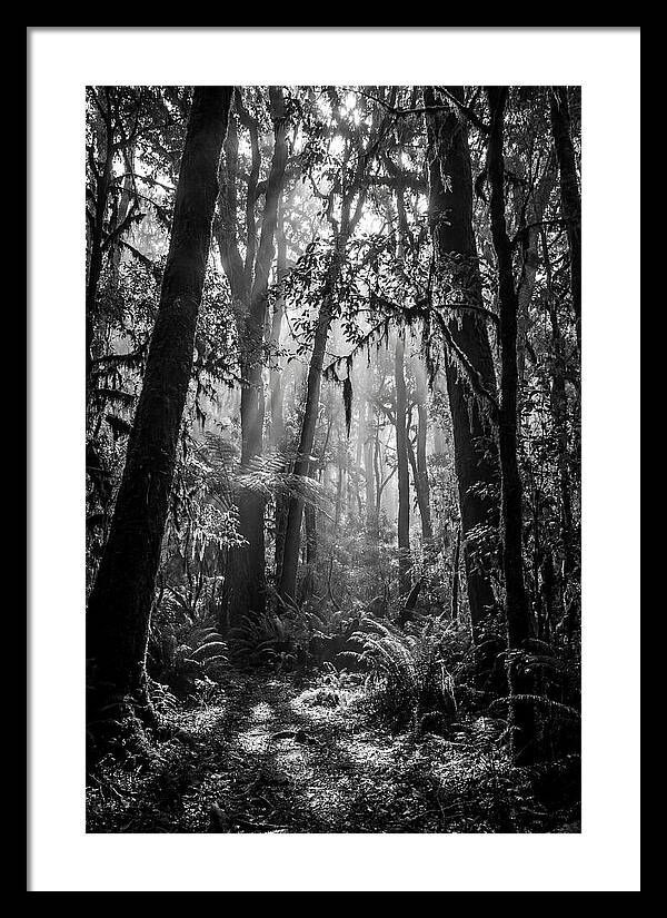 Amazon Rainforest Canopy Depth