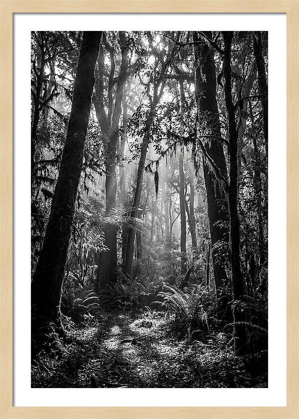 Amazon Rainforest Canopy Depth