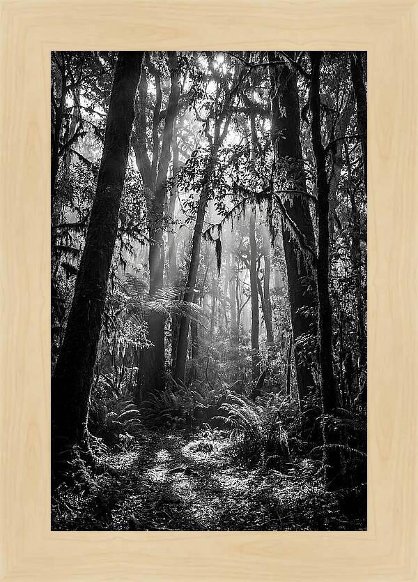 Amazon Rainforest Canopy Depth