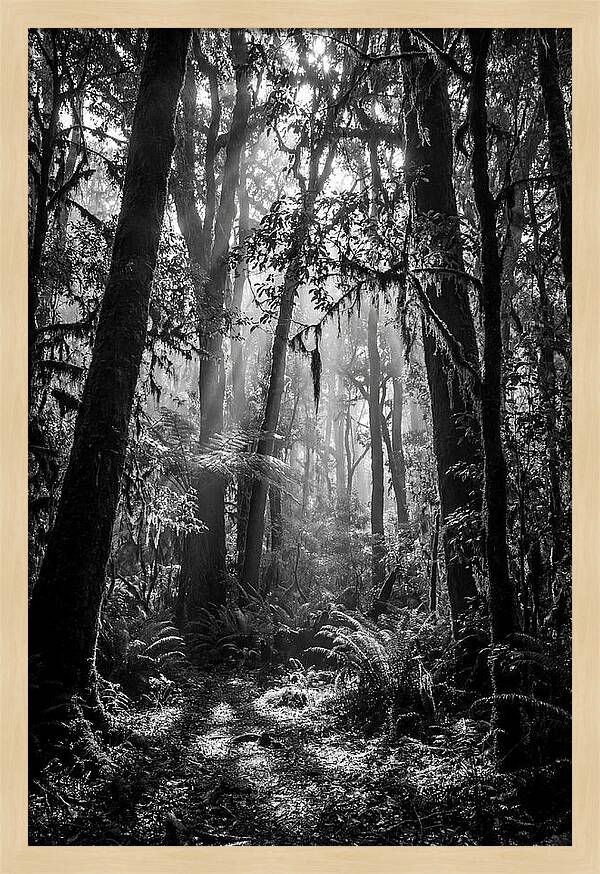 Amazon Rainforest Canopy Depth