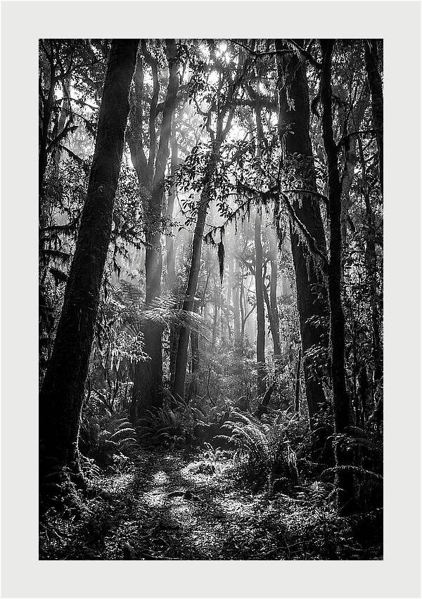 Amazon Rainforest Canopy Depth