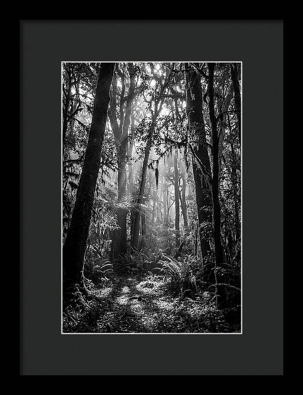 Amazon Rainforest Canopy Depth