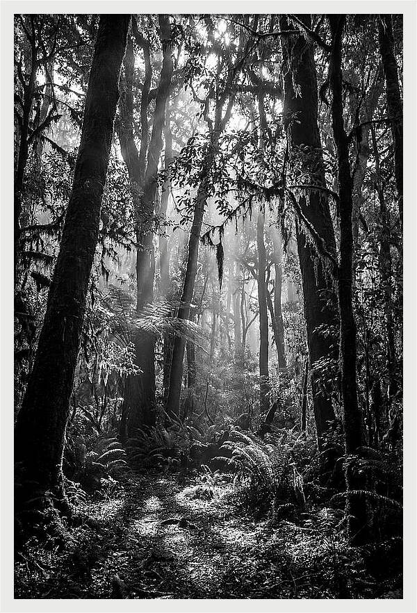 Amazon Rainforest Canopy Depth