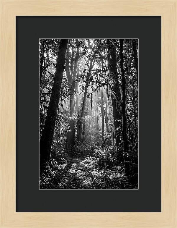 Amazon Rainforest Canopy Depth