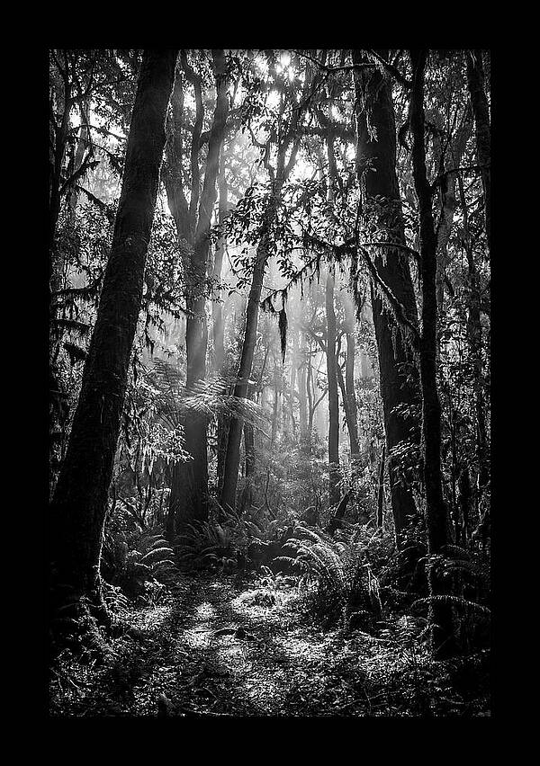 Amazon Rainforest Canopy Depth