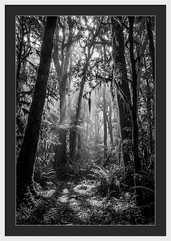 Amazon Rainforest Canopy Depth