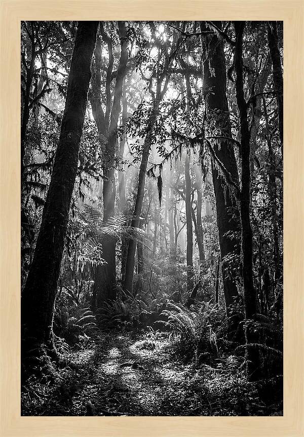 Amazon Rainforest Canopy Depth
