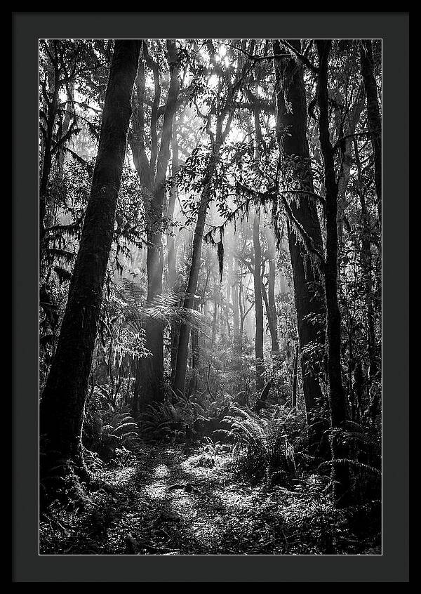 Amazon Rainforest Canopy Depth
