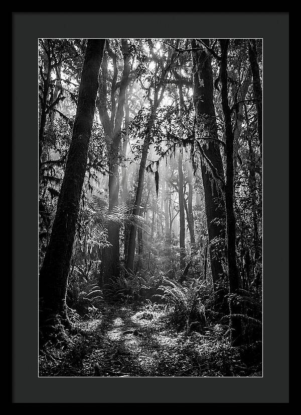 Amazon Rainforest Canopy Depth