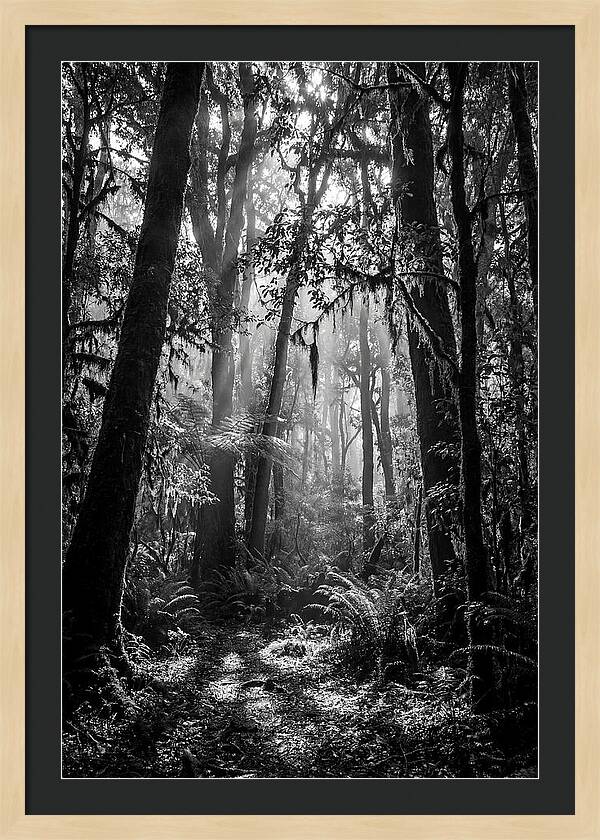 Amazon Rainforest Canopy Depth