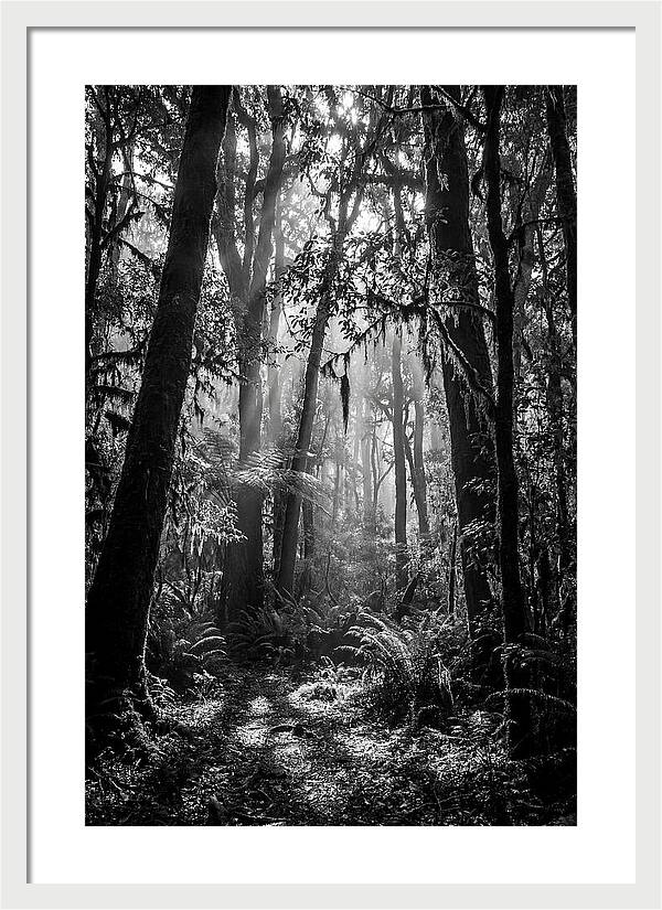 Amazon Rainforest Canopy Depth