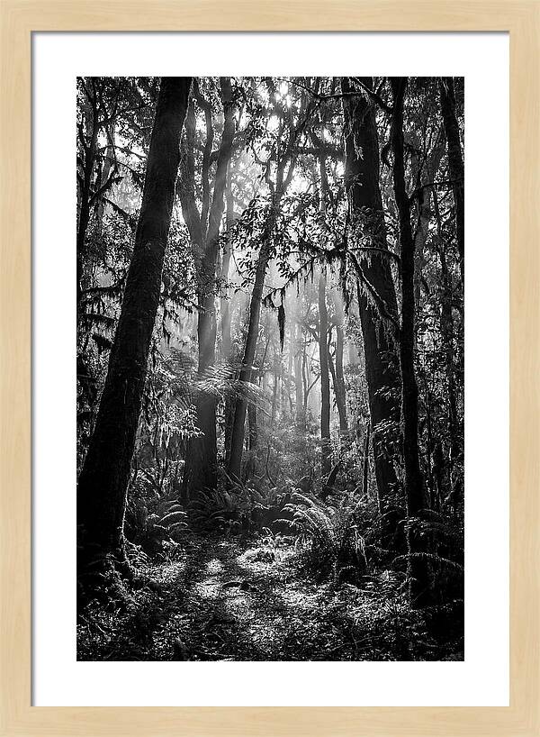 Amazon Rainforest Canopy Depth