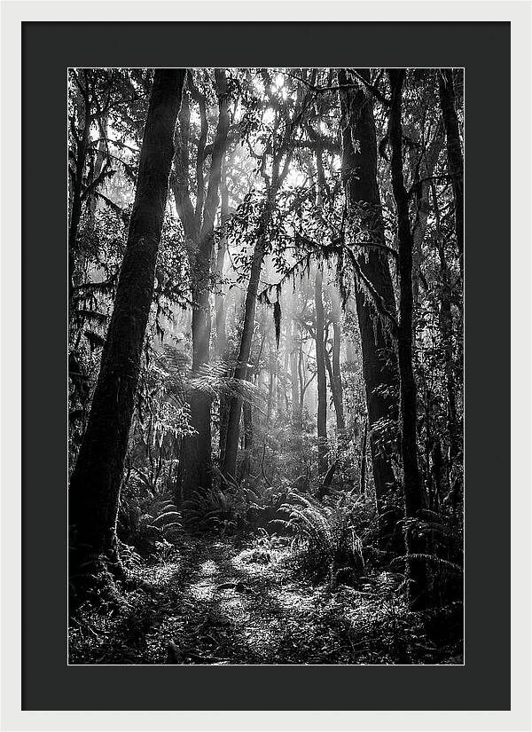 Amazon Rainforest Canopy Depth