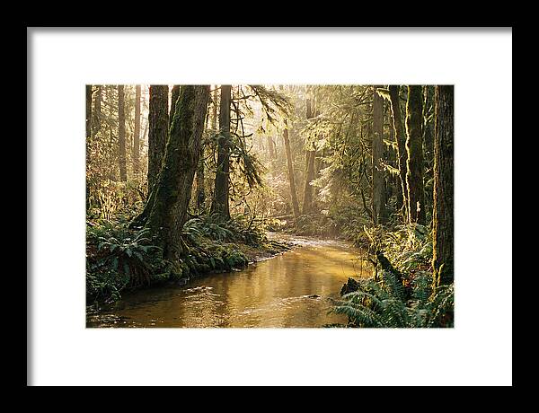 Amazon Rainforest Serenity