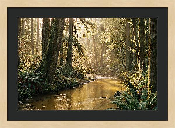 Amazon Rainforest Serenity